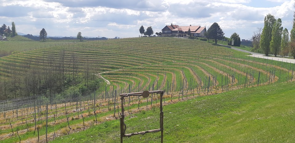 Vinice oblast Jeruzalem